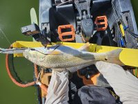 30" Redfish on 20240404